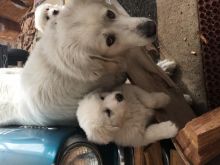 Puppy is ready to go. Image eClassifieds4U