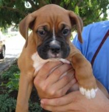 2 Boxer puppies