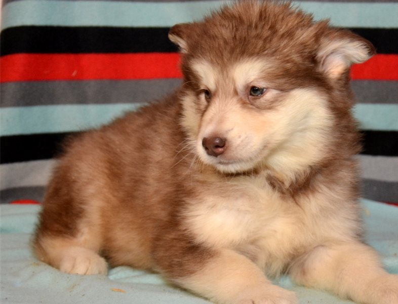 Cute Alaskan Malamute puppies Image eClassifieds4u
