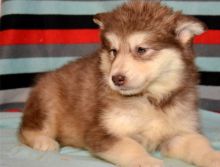 Cute Alaskan Malamute puppies Image eClassifieds4U