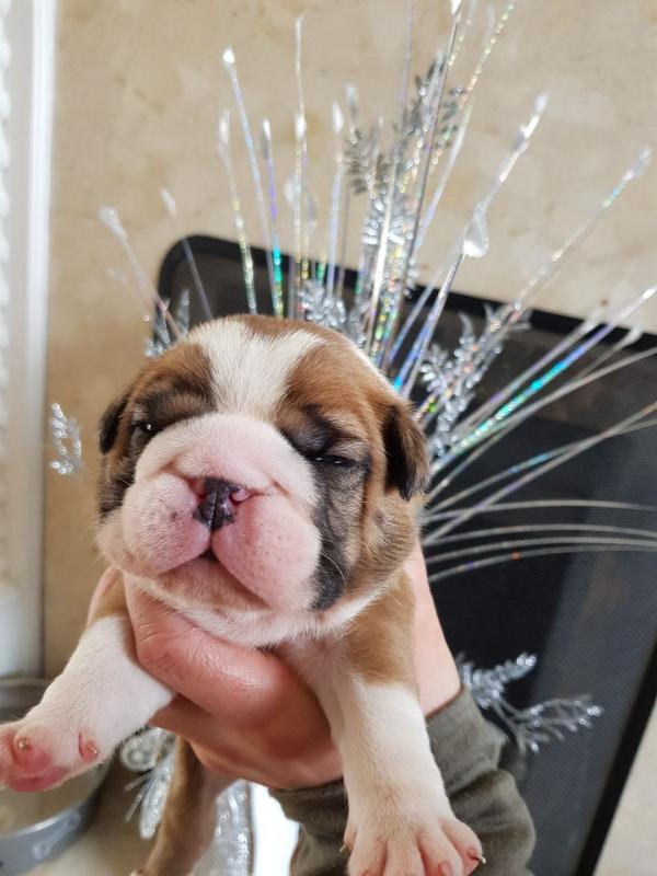 Best breed english bulldogs Image eClassifieds4u