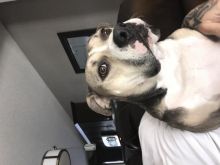 American Bully Image eClassifieds4U