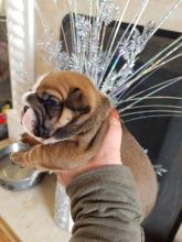 Best breed english bulldogs Image eClassifieds4u 3