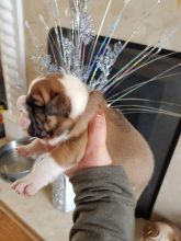 Best breed english bulldogs Image eClassifieds4u 4