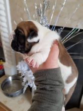 Best breed english bulldogs Image eClassifieds4u 2