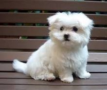 Male and female Maltese puppies