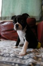 Adorable Boston Terrier Puppies (709) 909-5129