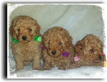 Precious Toy Poodle Puppies (709) 909-5129
