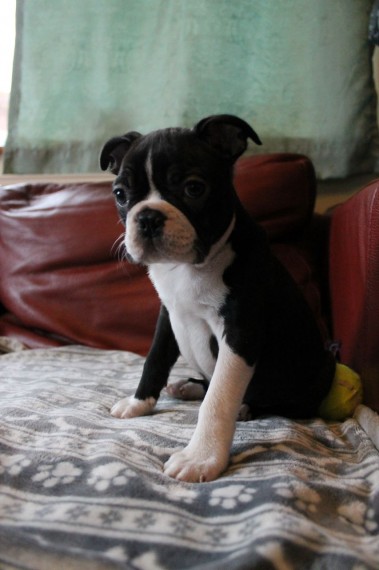 Adorable Boston Terrier Puppies (709) 909-5129 Image eClassifieds4u