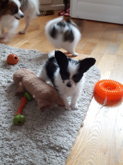 Extremely Cute Papillon Puppies Available (709) 909-5129 Image eClassifieds4u