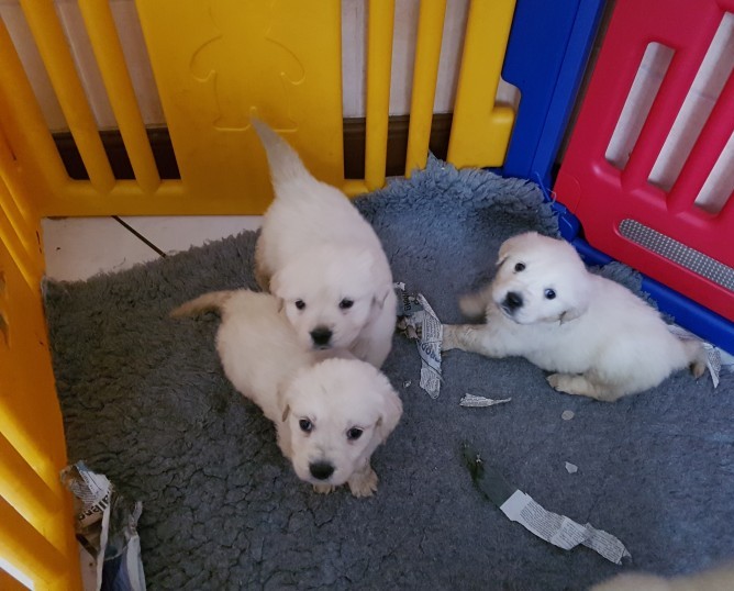 Fully Health Tested Golden Retriever (709) 909-5129 Image eClassifieds4u