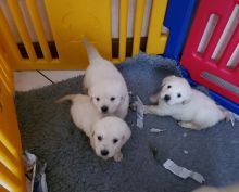 Fully Health Tested Golden Retriever (709) 909-5129 Image eClassifieds4u 1