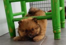 Adorable Pedigree Pomeranian Puppies