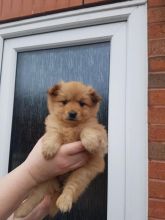 Beautiful Bear Face Micro Teacup Pom Available!