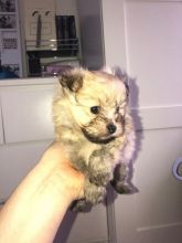 Lovely Pomeranian Puppies for rehoming