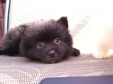 Purebred Pomeranian Puppies available