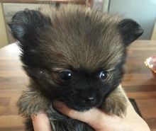 Cute Pomeranian Puppies for adoption Image eClassifieds4U