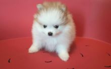 Healthy Home raised Pomeranian pups available Image eClassifieds4U