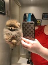 Awesome Pomeranians...Call or Text at #(782) 820-2861