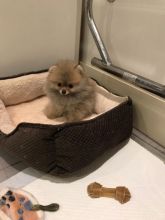 Cute Pomeranian Puppies Available,,,.Call or Text at #(782) 820-2861