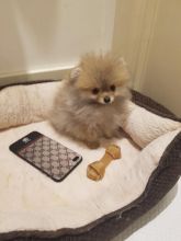 Pomeranian Pups for Adoption,,,Call or Text at #(782) 820-2861