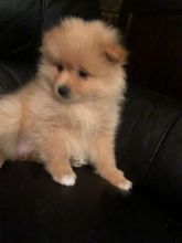 Pomeranian Pups...Call or Text at #(782) 820-2861