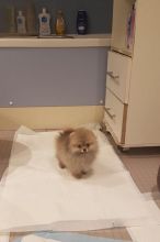 T-cup Size Pomeranian Puppies for Re-homing..Call or Text at #(782) 820-2861