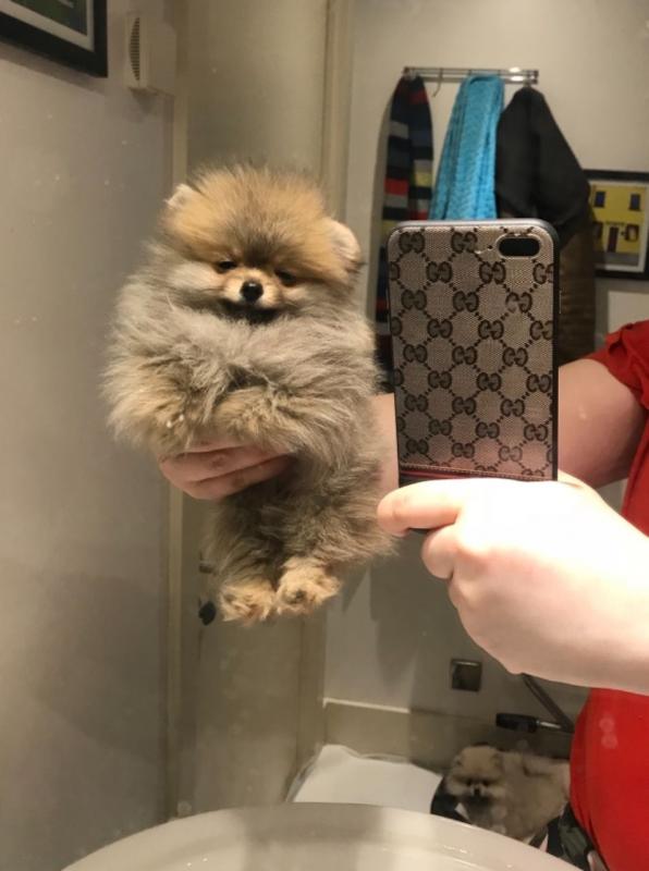 Adorable Tiny Pomeranian Puppies Available..Call or Text at #(782) 820-2861 Image eClassifieds4u
