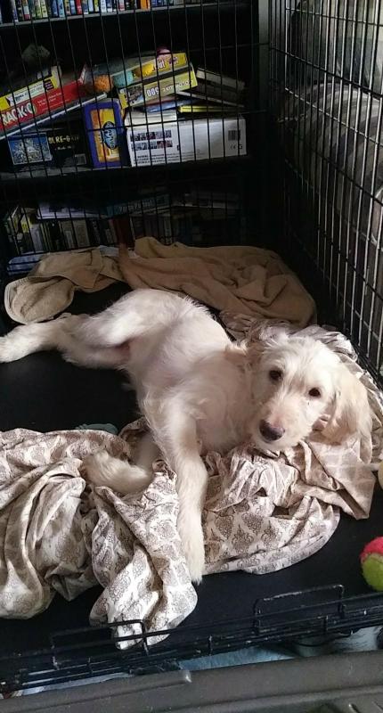 Labradoodle female Image eClassifieds4u