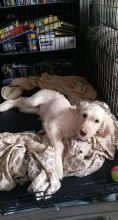 Labradoodle female Image eClassifieds4U