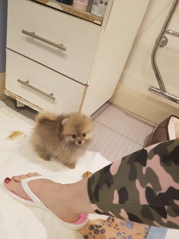 Pomeranian Puppies, 12 weeks old Image eClassifieds4u