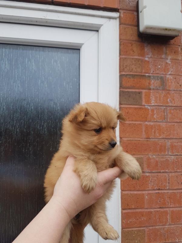 Priceless Pomeranian Puppy For Adoption..Call or Text at #(782) 820-2861 Image eClassifieds4u