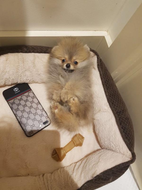 Super cute Pomeranian Puppies Available...,Call or Text at #(782) 820-2861 Image eClassifieds4u