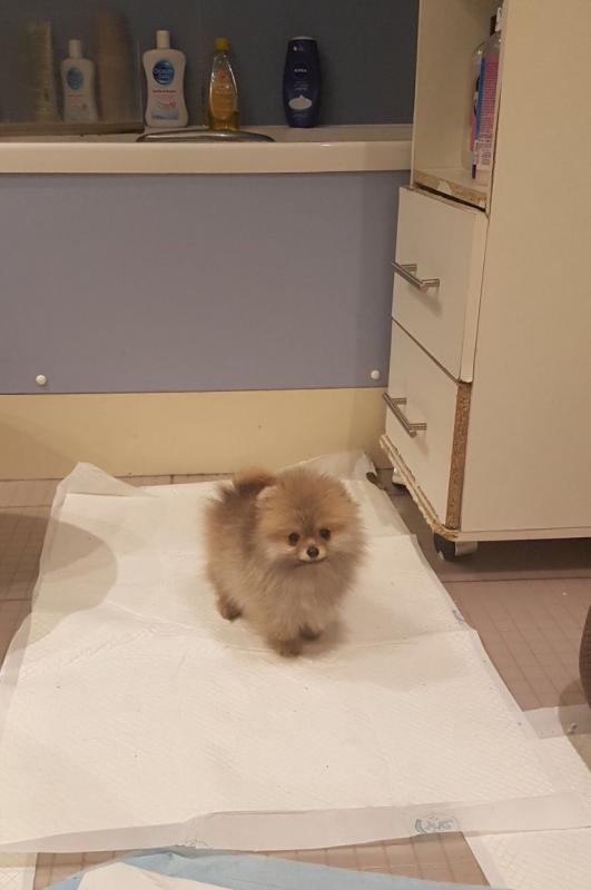 T-cup Size Pomeranian Puppies for Re-homing..Call or Text at #(782) 820-2861 Image eClassifieds4u