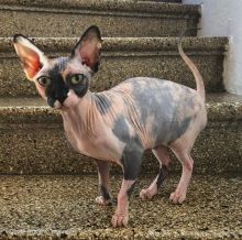 Healthy male and female Sphynx kittens Seeking new homes