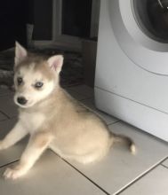 Sweet Siberian Husky Puppies