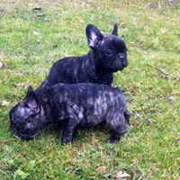 AKC quality French Bulldog Puppy for free adoption!!! Image eClassifieds4u