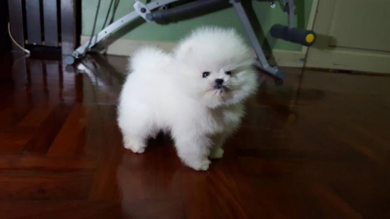 Beautiful Pomeranian puppies Available Image eClassifieds4u