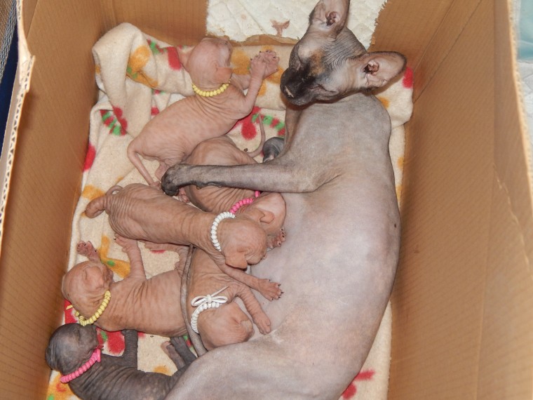 Cute Small Male ans female Chihuahua puppies Image eClassifieds4u