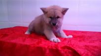 Adorable Akita Puppies for Adoption Image eClassifieds4U