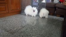 Beautiful Pomeranian puppies Available Image eClassifieds4u 1