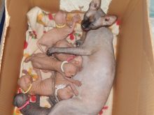 Cute Small Male ans female Chihuahua puppies Image eClassifieds4U