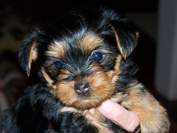 Purebred Tiny Yorkie Puppies Image eClassifieds4u