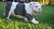 Gorgeous English Bulldog puppies available(612)470-8177