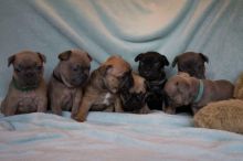 Adorable French Bulldog Puppies