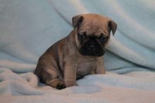 Adorable French Bulldog Puppies Available for rehome