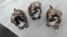 Adorable Male And Female Shih Tzu Puppies