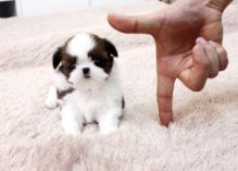 Adorable Shih Tzu puppies ready for home adoption now.