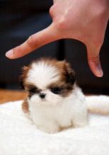 Adorable Shih Tzu puppies to change your home's environment.