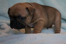 Affectionate French Bulldog Puppies zx